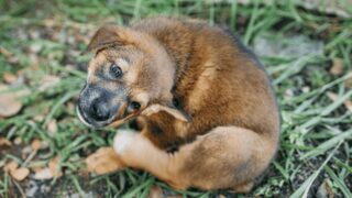 獣医師が教える！｜犬のアトピー性皮膚炎の原因と最新治療法 - 御代田